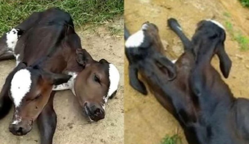 Cow gave birth to a unique calf with two heads, but .....