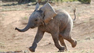इस राज्य में हाथियों को मिलेगी डीएनए आधारित जेनेटिक आईडी