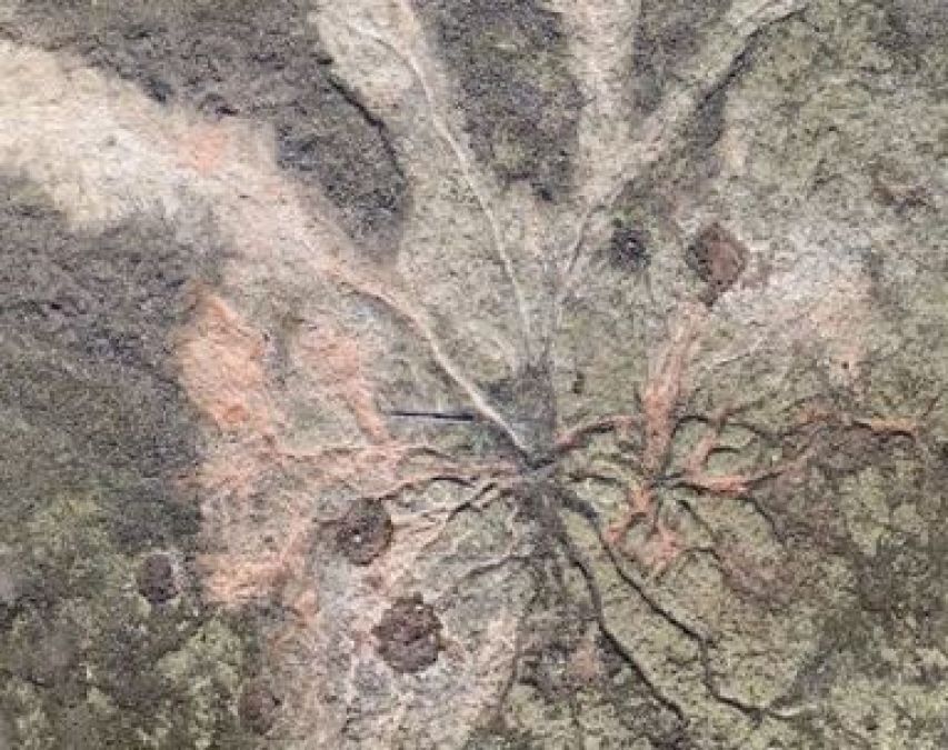 Scientists reveal secrets of world's oldest forest in New York