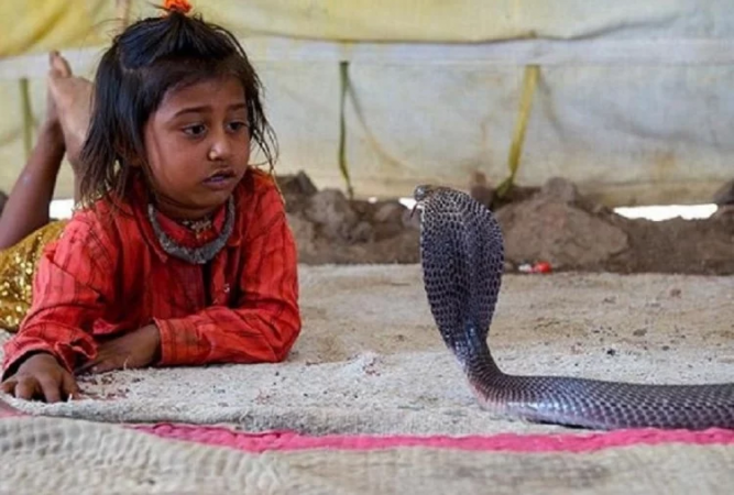 इस गांव के हर घर में पाला जाता है खतरनाक सांप, खिलौने की तरह खेलते हैं बच्चे