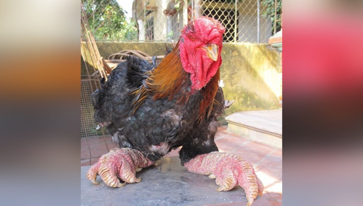 See over here such pearl-legged chickens