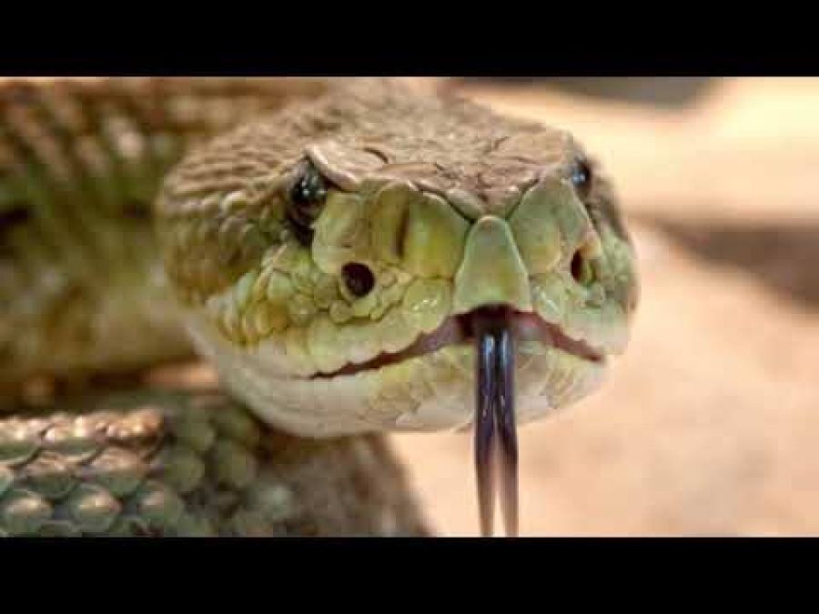Know deep secret hidden behind snake's tongue cut into two parts