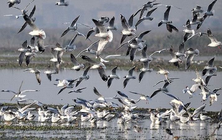 विदेशी पक्षियों से सुशोभित हो रहा है ओखला पक्षी विहार