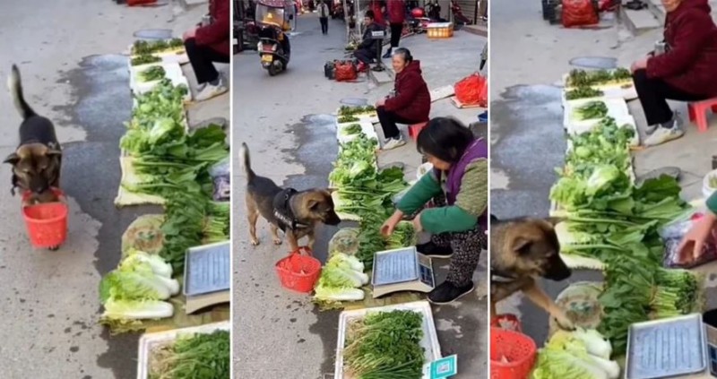 सब्जी लेने मार्केट पहुंचा कुत्ता, वीडियो देख हैरान लोग