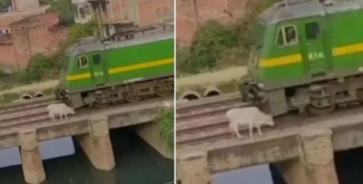VIDEO: रेलवे ट्रैक पर खड़ी गाय को ट्रेन ने मारी जोरदार टक्कर फिर जो हुआ देखकर चौक जाएंगे आप