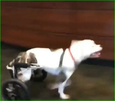 When the handicapped dog got a wheelchair, Here's the cutest video you will see today