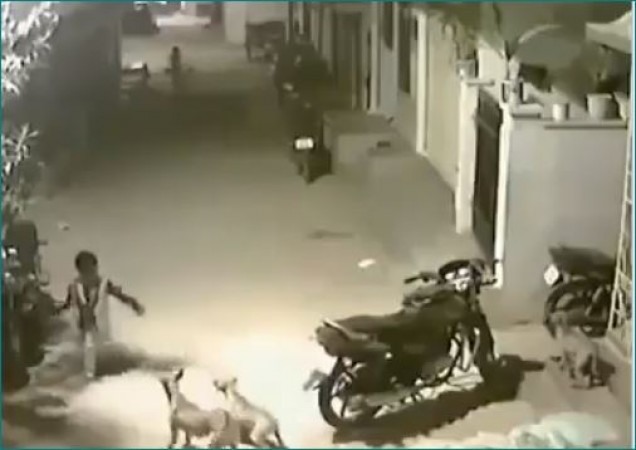 Video: बच्चे के पीछे दौड़े 3 कुत्ते, फिर उसने किया कुछ ऐसा कि लोग दीवाने हो गए