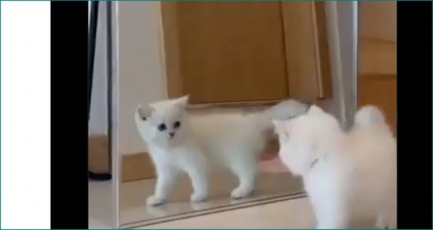 Kitten saw his shadow, did something that would make you laugh