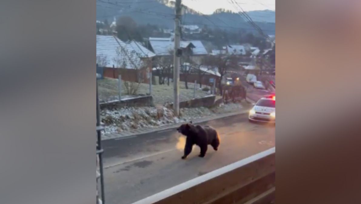 Bear seen roaming around on the road, VIDEO blowing everyone's senses