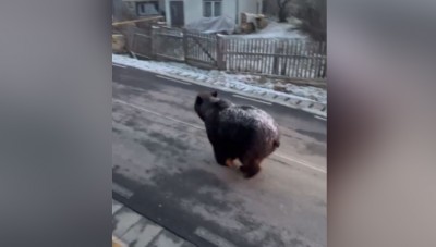 वीडियो में दिख रहे इस भालू ने उड़ाए हर किसी के होश