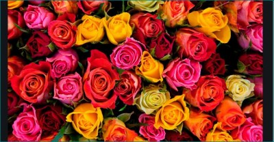 Valentine Day Celebration: Choose right rose to describe your feelings
