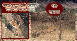 Video: जब युवक को घसीट कर ले गया बाघ