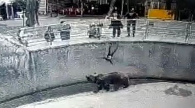 Mother throws 3-year-old girl into the bear's enclosure