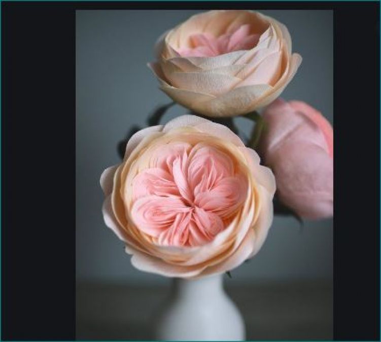 ROSE DAY: दुनिया का सबसे महंगा गुलाब है जूलियट रोज