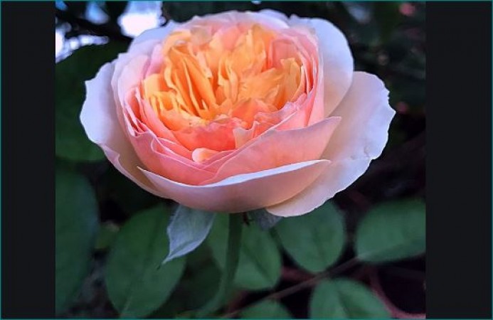 ROSE DAY: Juliet Rose world's most expensive rose