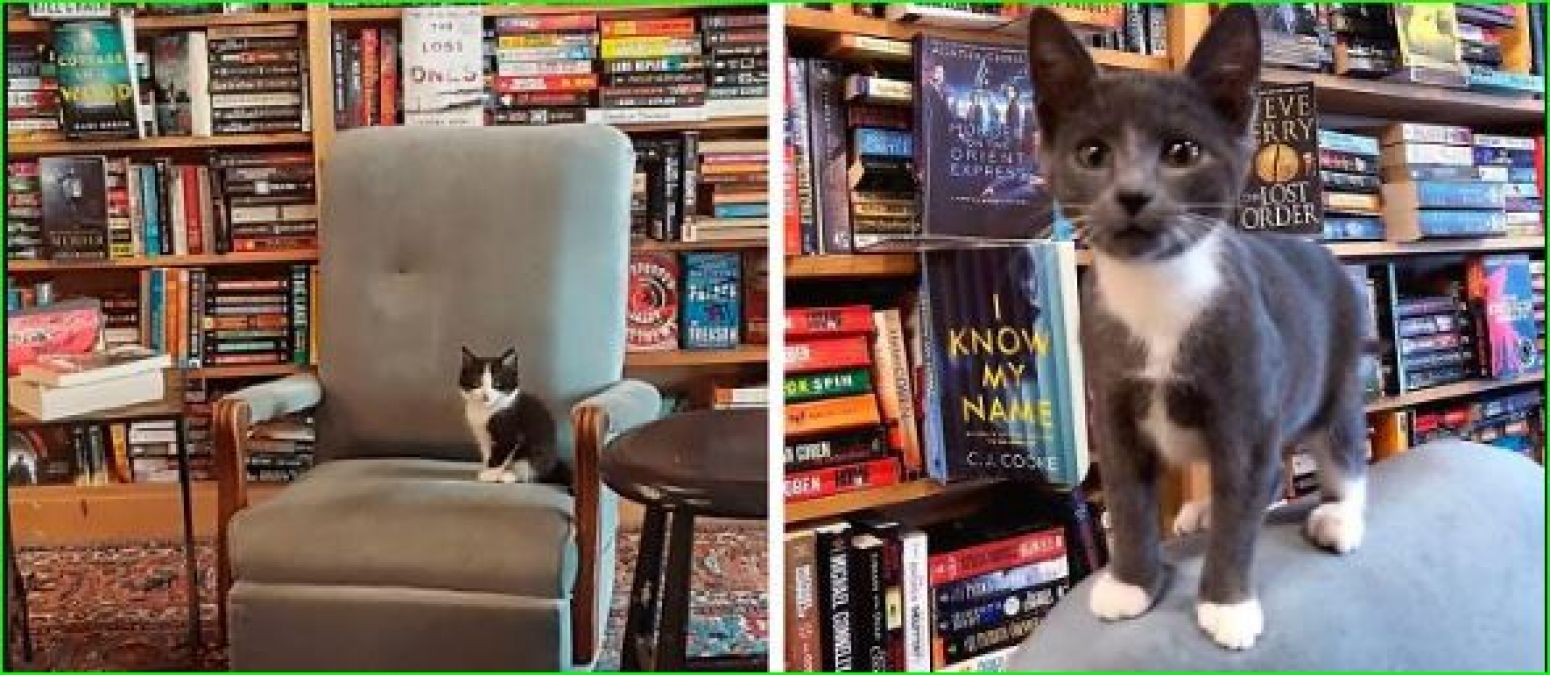 With this bookstore, not only books but can also bring cats on this one condition