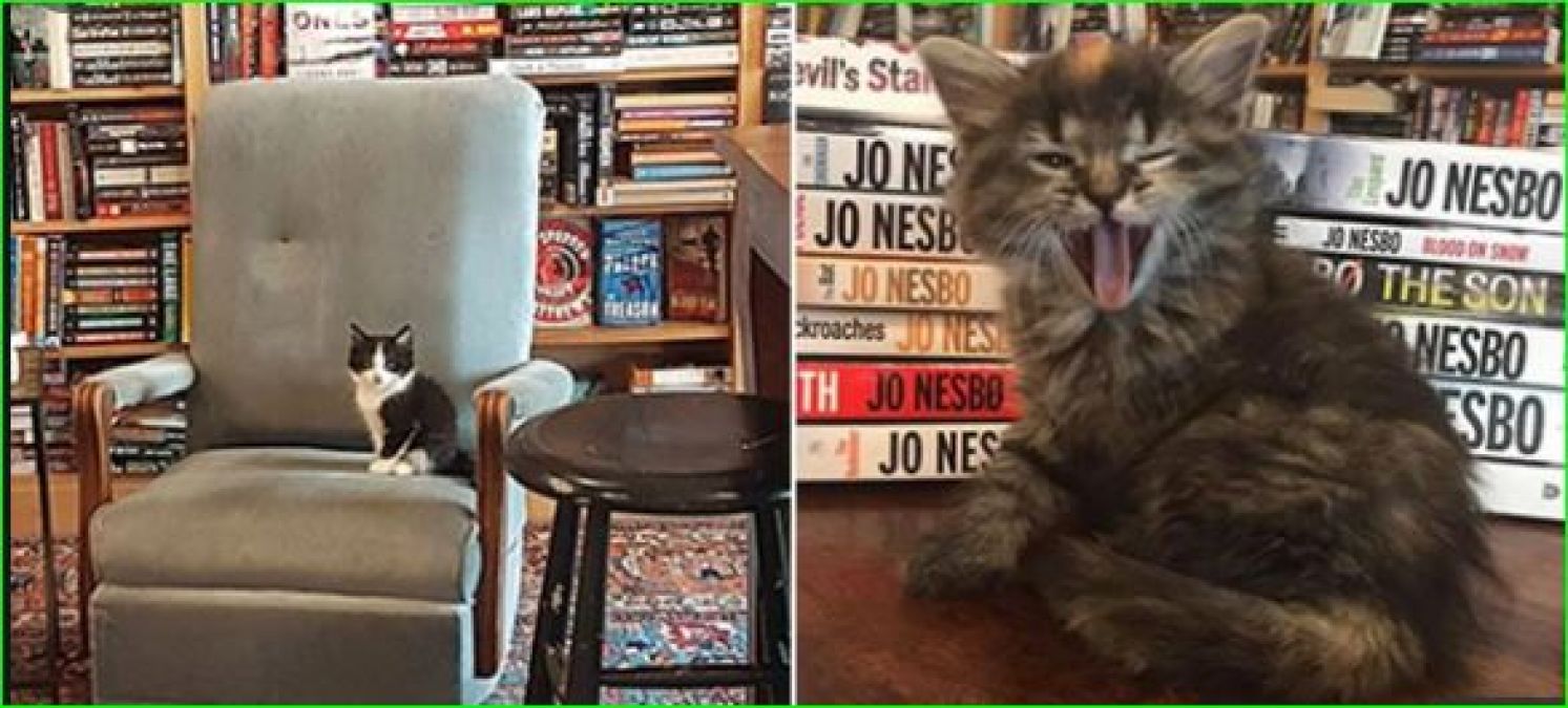 With this bookstore, not only books but can also bring cats on this one condition