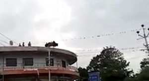 देखते ही देखते तीसरी मंजिल से कूद गयी गाय, लाइव विडियो हुआ शूट