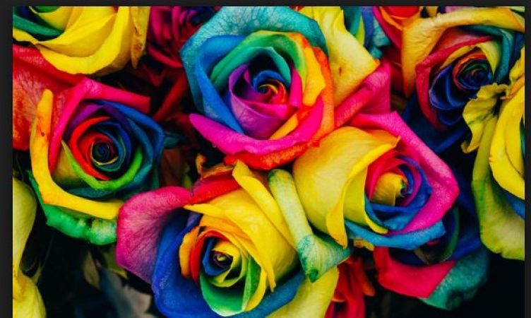 Rose Day 2019: अपने रिश्ते के अनुसार दें अलग-अलग रंगो के गुलाब