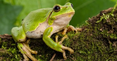 Woman was getting 'therapy' from frog, died a painful death