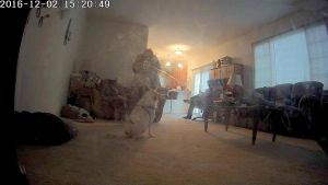 अमेरिकन फैमिली के घर के कैमरे में कैद हुआ भूत, बता रहे महिला का भूत