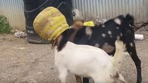Video : जब एक ही जार में फंस गए बकरियों के सर, नही रोक पाया कोई भी अपनी हँसी