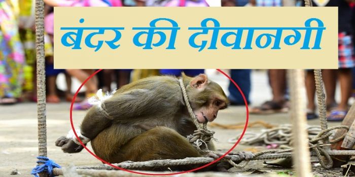 बंदर की लव स्टोरी : बंदरिया को छुड़ाने के लिए बंदर ने किया ऐसा कुछ