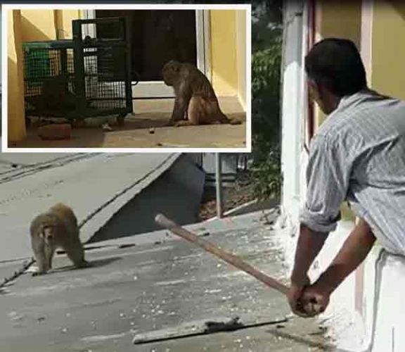 बंदर की लव स्टोरी : बंदरिया को छुड़ाने के लिए बंदर ने किया ऐसा कुछ