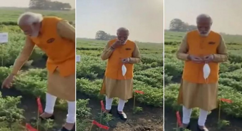 खेत में घुसकर चने खाते नजर आए PM मोदी, वीडियो वायरल