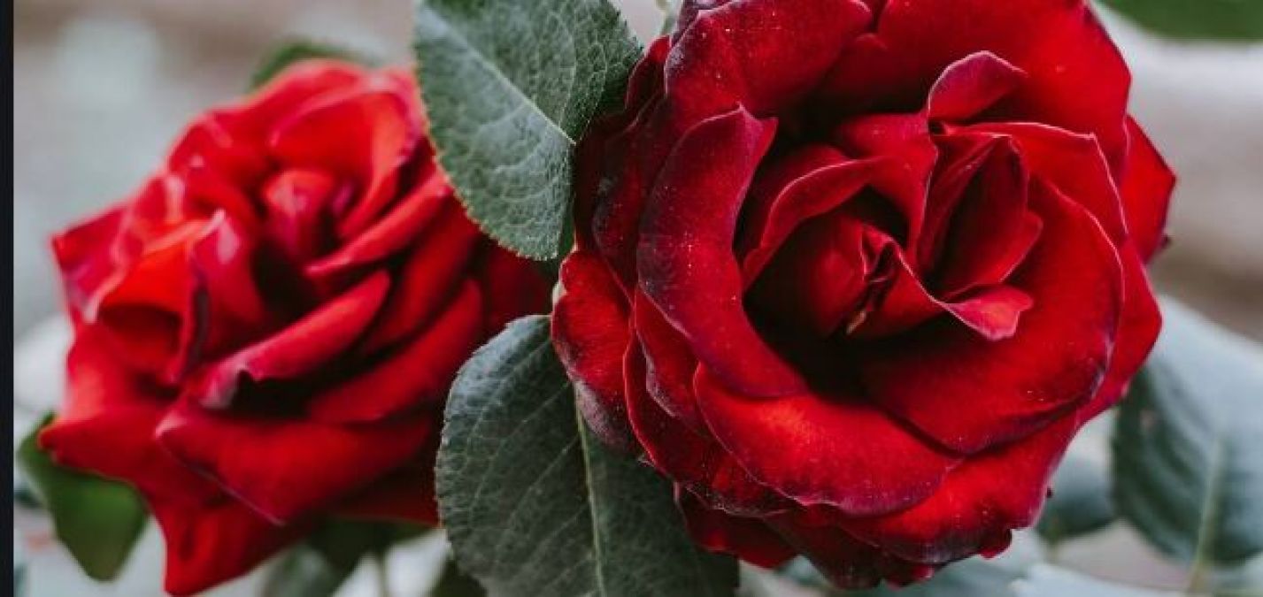 Rose Day: What do roses of different colours mean, know here