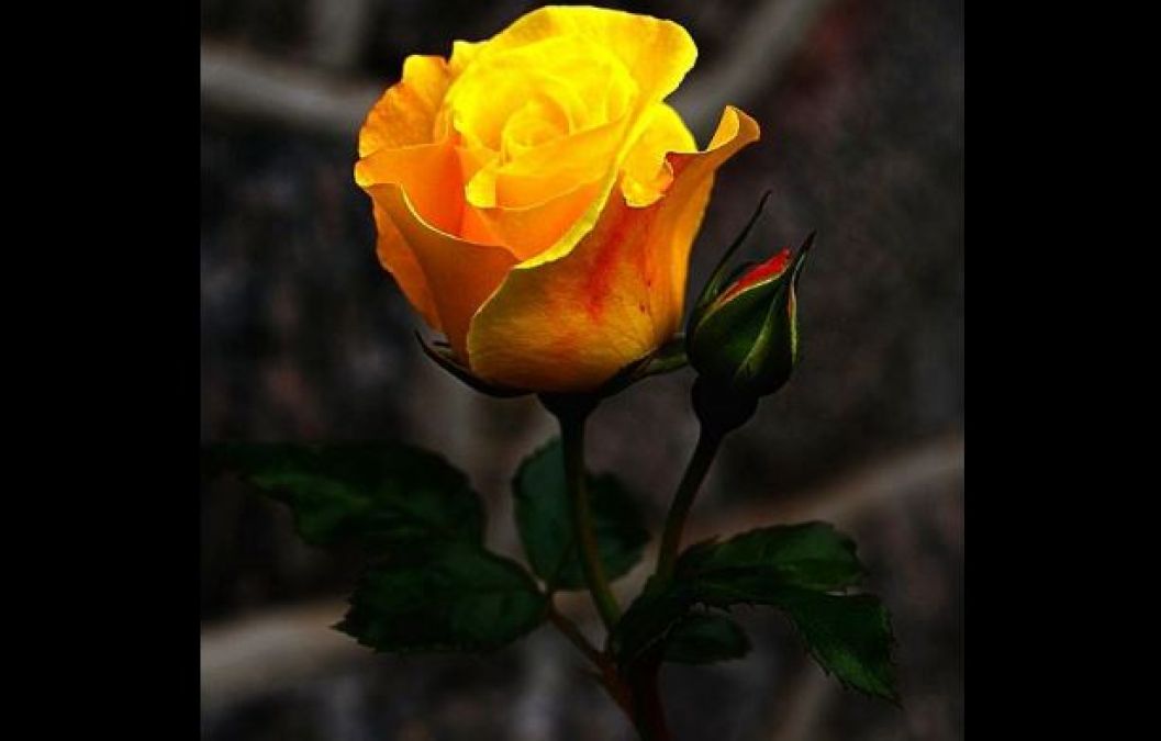 Rose Day: What do roses of different colours mean, know here