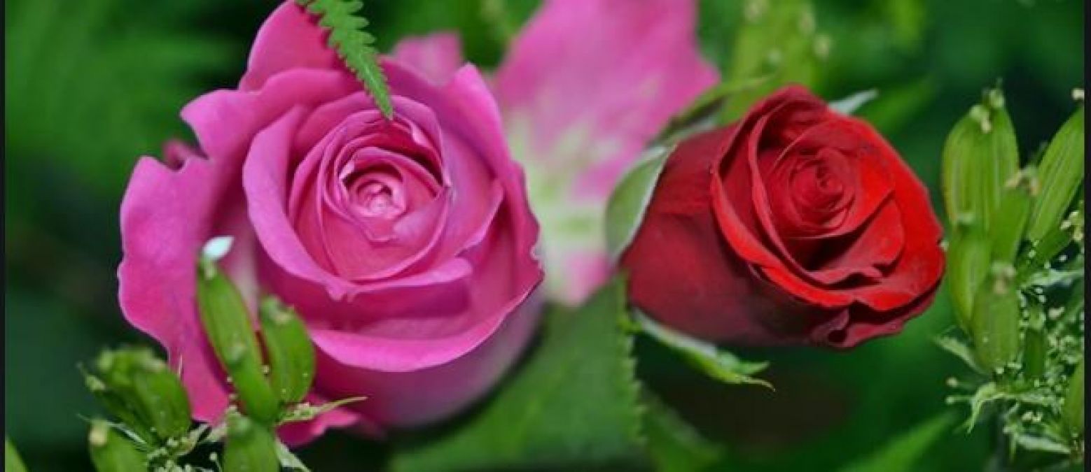 Rose Day: What do roses of different colours mean, know here