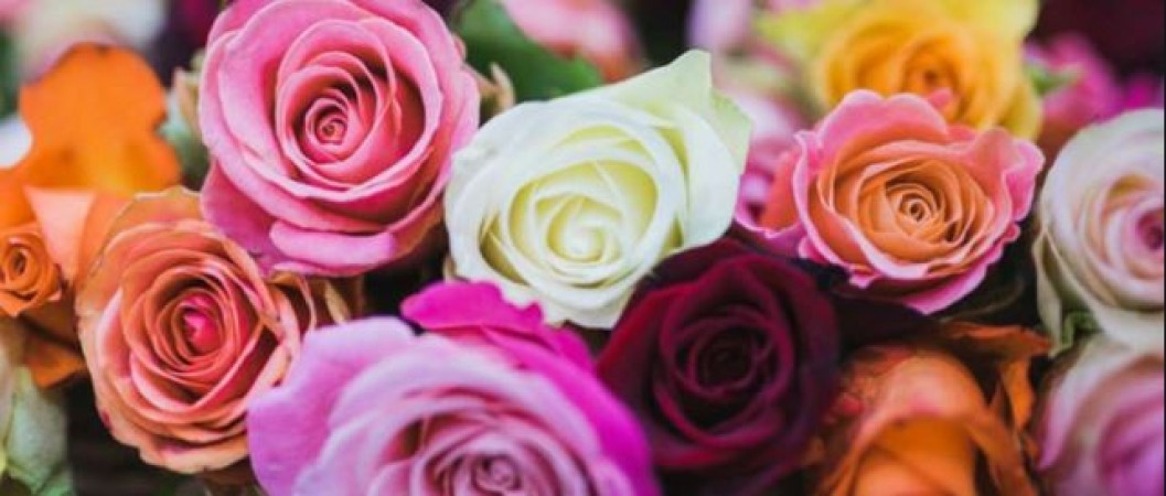 Rose Day: अलग-अलग रंगों के गुलाबों का क्या होता है मतलब, जानिए यहाँ