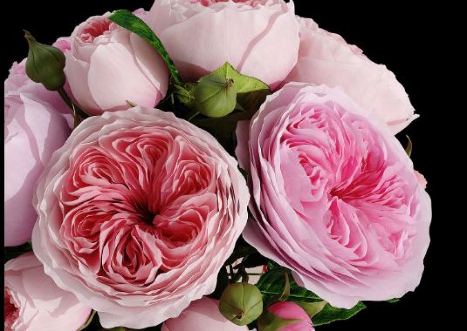 Rose Day: This is the most expensive rose in world, Price will shock you