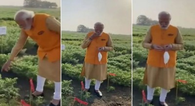 खेत में घुसकर चने खाते नजर आए PM मोदी, वीडियो वायरल