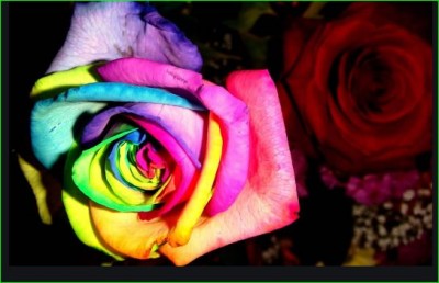 Rose Day: Each color rose gives a different message, know here