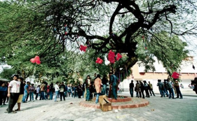 दिल्ली यूनिवर्सिटी में वैलेंटाइन डे के मौके पर, कंडोम से सजे इस पेड़ की स्टूडेंट करते है पूजा