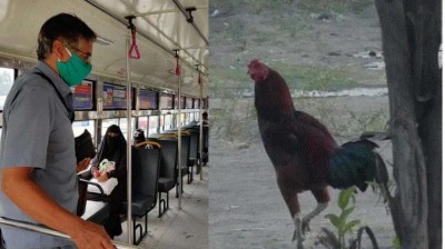 The passenger was carrying the cock hidden in the sari, suddenly the eyes of the conductor fell