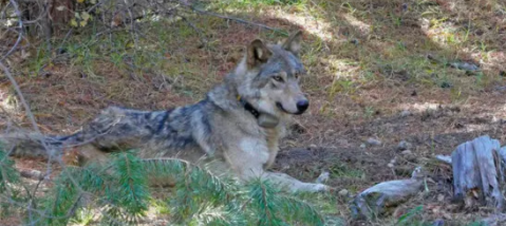 This female wolf traveled 14,000 km in search of love