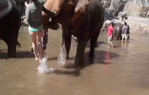 Video : हाथी ने की महिला के साथ हरकत, जिसे देखकर आप भी उससे दूर ही रहेंगे