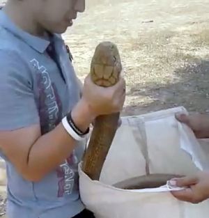 Video : 5.5 फ़ीट लंबे और ज़हरीले कोबरा के साथ खेलता है ये शख्स