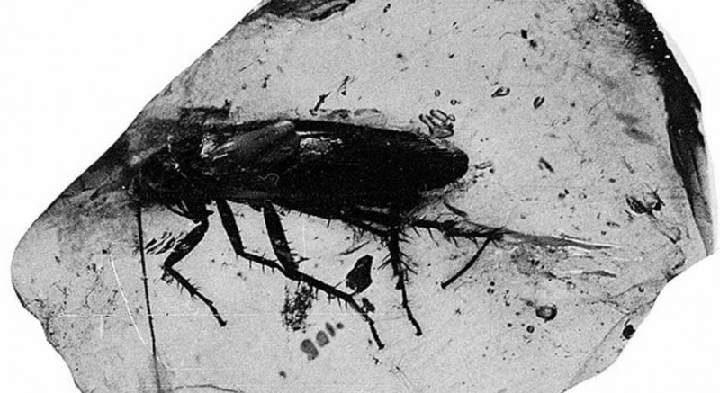 100 million-year-old cockroach found in Amber, weak-hearted people don't see