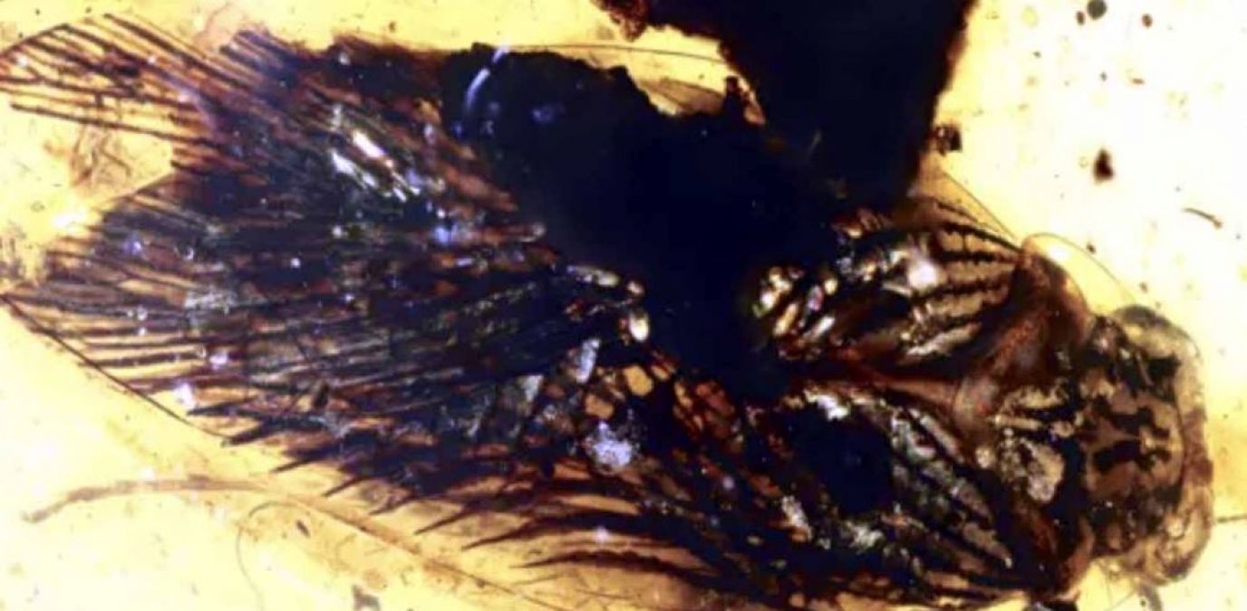 100 million-year-old cockroach found in Amber, weak-hearted people don't see