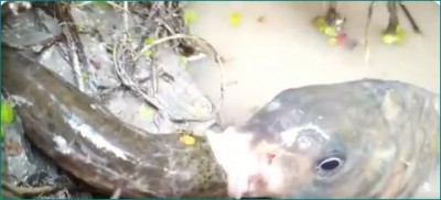 Fish swallowed snake, creepy video goes viral