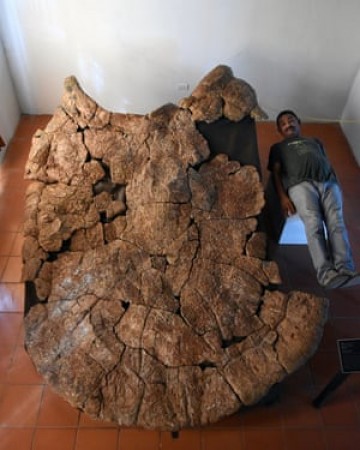 Fossil of this giant turtle found in desert
