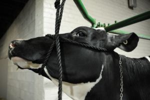 दूध की पैदावार बढ़ाने के लिए गाय के साथ होता है इतना बुरा काम, कहते है इसे Rape Rake