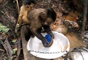 Video : बंदर का ये विडियो देख, आप भी नहीं रोक पाएंगे अपनी हंसी