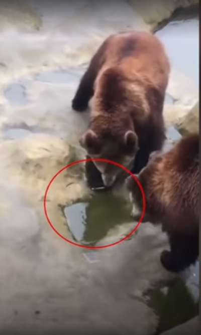 Video : भालू को खाना दे रहा था शख्स, फेंक दिया iPhone और फिर..