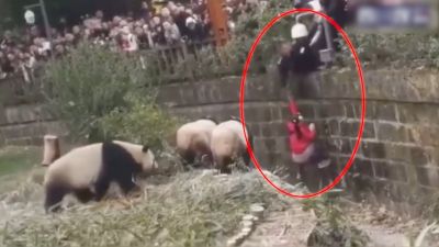 Video : पांडा के बाड़े में गिरी 8 साल की लड़की और ही गया ये हाल