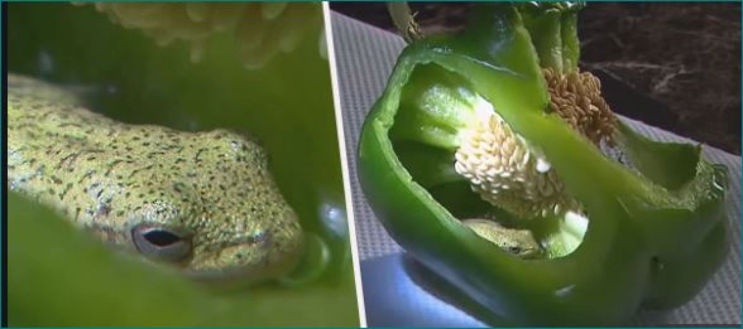 Couple bought Capsicum brought from market, got chocked when they found it
